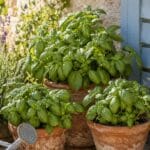 how-to-grow-basilic-in-pots