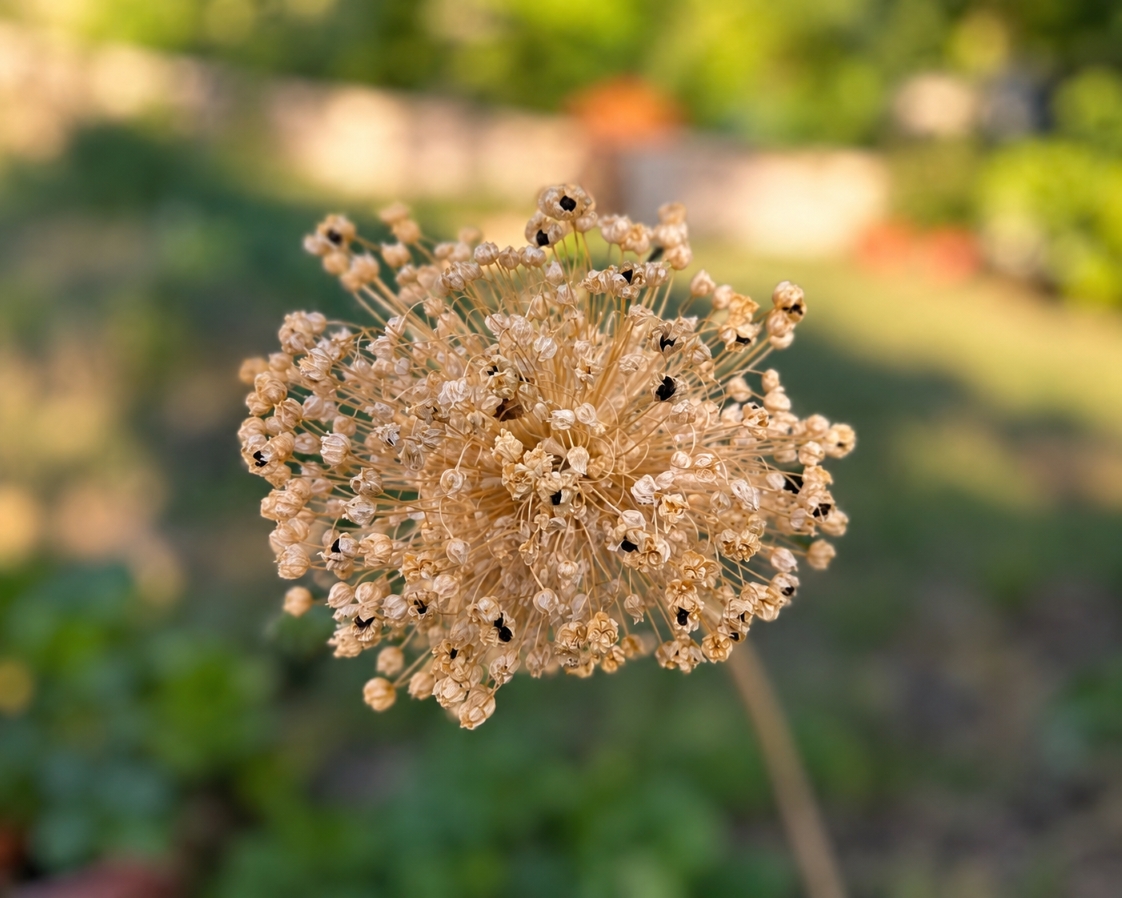 Collecting and saving dried flower seeds from the garden for planting next year